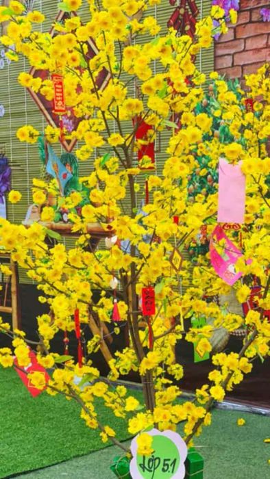 Hình nền hoa mai truyền thống