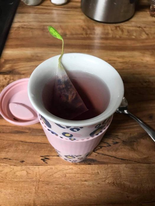 A reviewer displaying a teabag in a to-go mug, ready to brew.