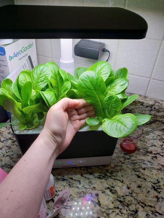 A reviewer shows off their AeroGarden, with lettuce growing in it, their hand gently resting on one of the large leaves to demonstrate its growth.