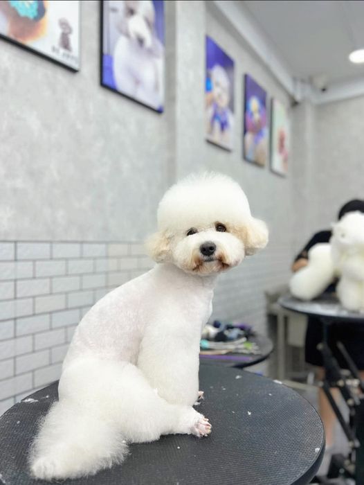 Dejay's Grooming Image 1