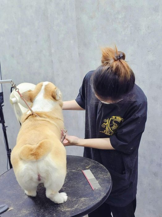 Dejay's Grooming Image 2