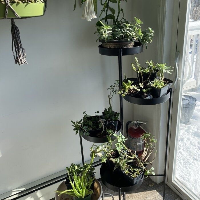 A reviewer’s photo showcasing the plant stand with plants placed on each tier.