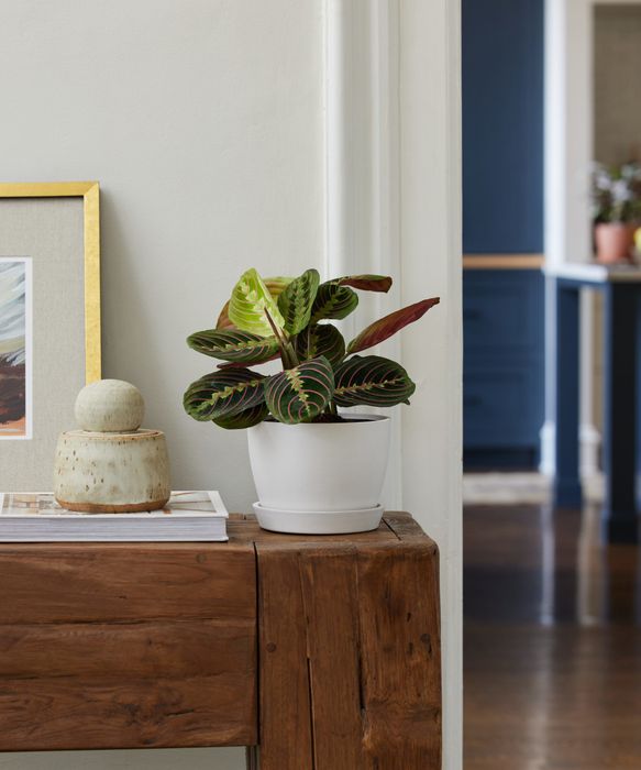 prayer plant in a white pot with saucer