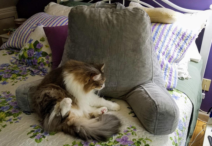 A cat lounging on a bed with floral bedding, resting against a large, supportive pillow.