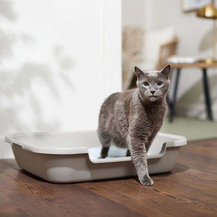 A gray cat standing inside a shallow litter box with low sides, staring directly at the camera.