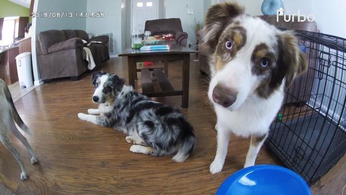 A snapshot from the Furbo camera displaying two dogs attentively gazing at the device