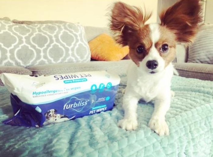 A small dog sitting next to a pack of pet wipes on a couch.