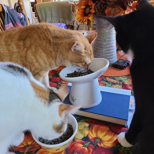 A photo of three cats eating kibble, with one cat using an elevated, tilted bowl to eat.