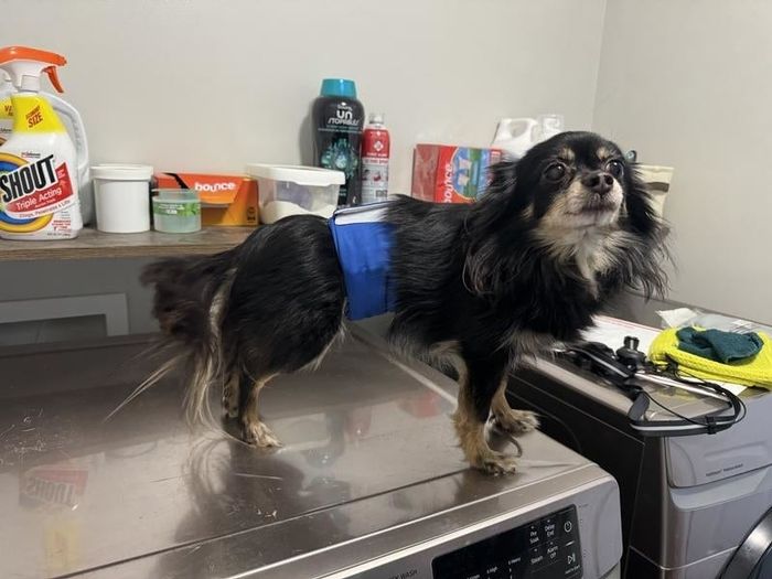 A reviewer’s photo showing a small male dog wearing a blue diaper wrap, standing atop a washing machine with cleaning supplies in the background