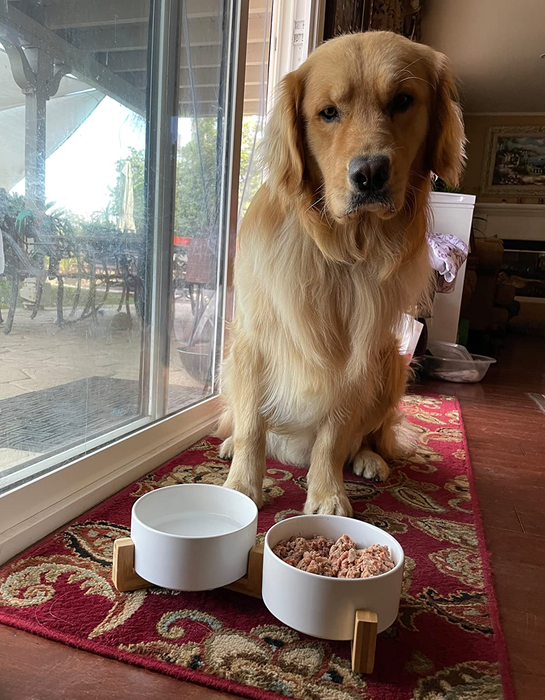 a golden retriever eating from the elegant white bowls