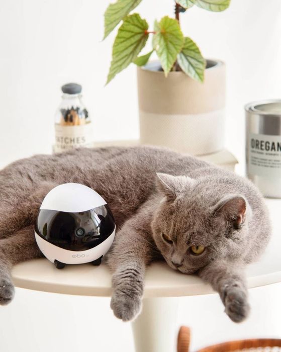 A cat lounging next to a pet camera on a table, with a plant and containers in the background.
