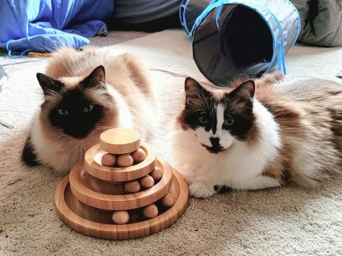 Two cats enjoying a three-tiered circular toy with wooden balls rolling on each level