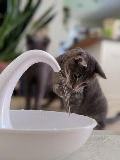 A cat drinking water from the pristine white fountain
