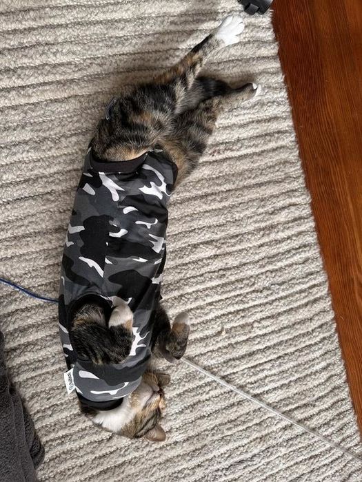 A photo of a cat wearing a black camo surgery recovery suit, relaxing on a soft carpet.