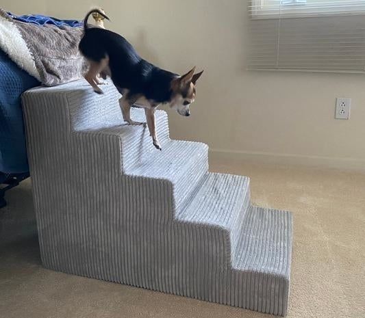 Reviewer's photo of a small dog descending pet steps next to a couch