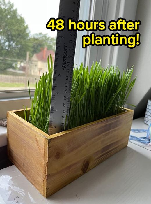 a ruler placed in the cat grass planter, demonstrating its growth of several inches within 48 hours