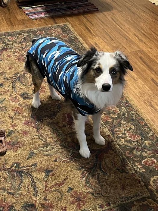 A photo of a dog wearing a blue camo surgery recovery suit, standing on a leaf-patterned carpet.