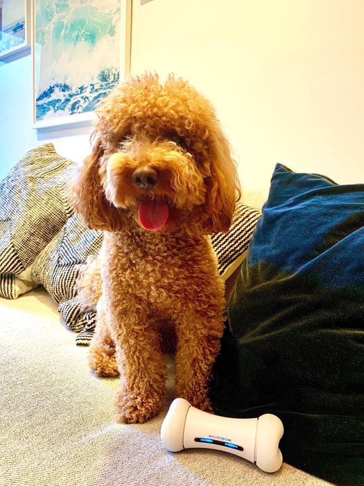 A reviewer's image showing the white smart dog toy positioned in front of their eager dog