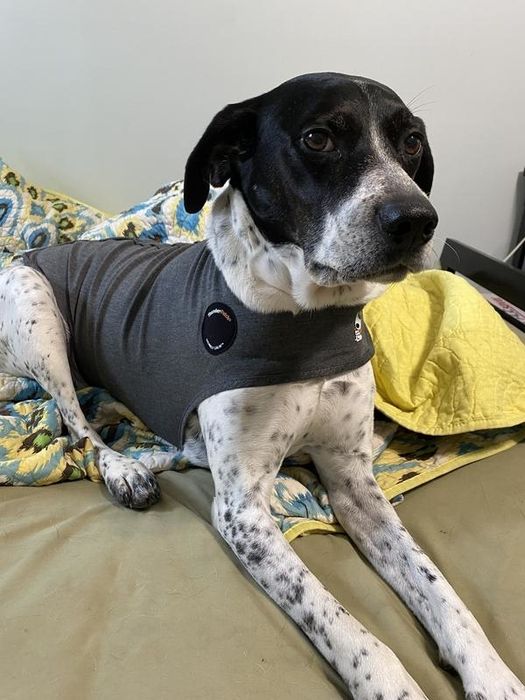 A reviewer’s photo of a black and white dog wearing a gray Thundershirt, lying on a bed with yellow bedding.