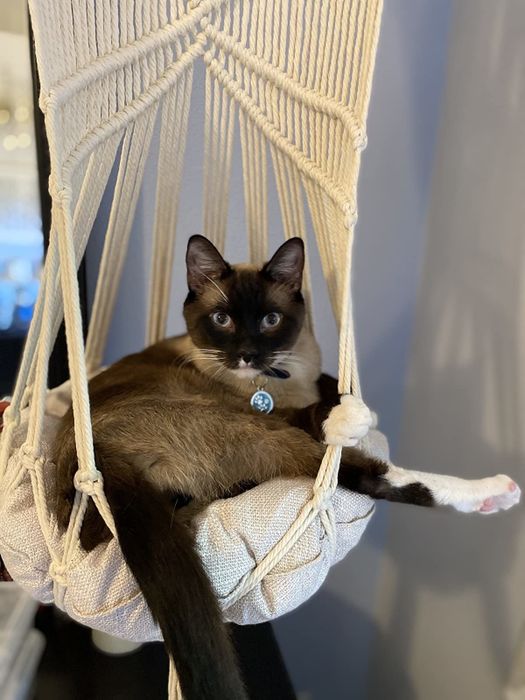 Another reviewer’s cat enjoying its time inside the macrame hanging bed.