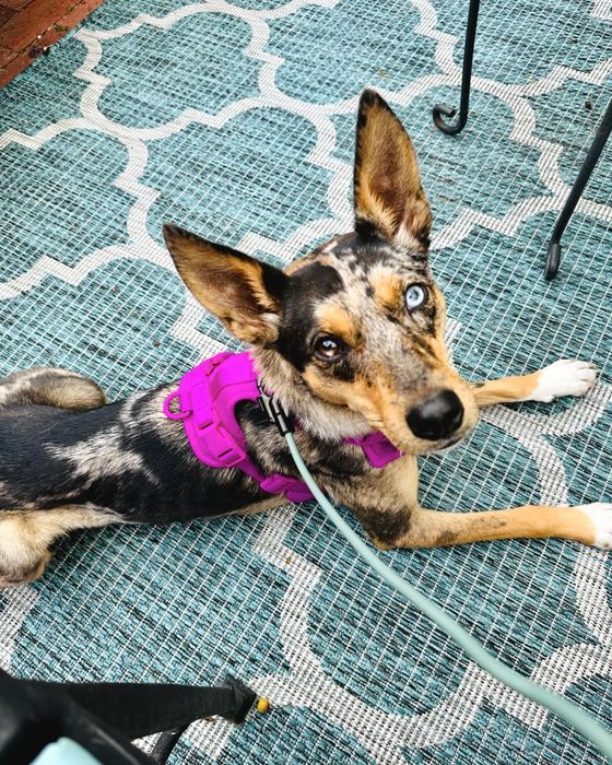A dog sporting the vibrant magenta harness