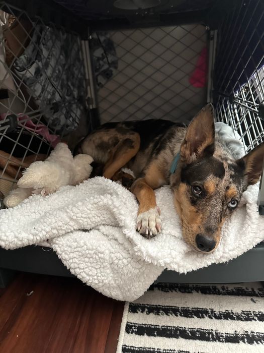 A small dog resting on a blanket inside a crate