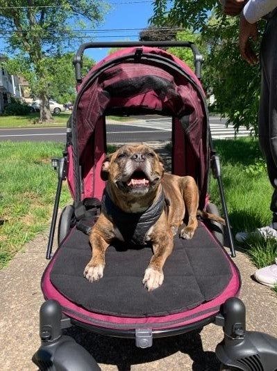 A reviewer’s photo of their dog sitting contentedly in a pet stroller with the sides folded down for easy access, enjoying a sunny day outside with its mouth open.