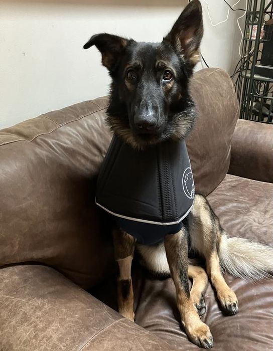 A photo of a German Shepherd dog sitting on a couch, wearing a recovery collar.
