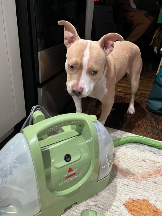 A dog standing beside a Bissell Little Green portable carpet cleaner