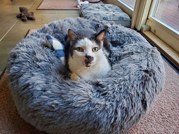 A reviewer’s photo of a white and gray cat snuggled up in a soft blue-gray pet bed