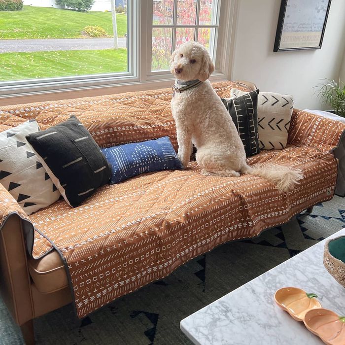 a white poodle lounging on the rust-orange couch cover