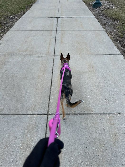 A hand holding a pink leash while walking a dog