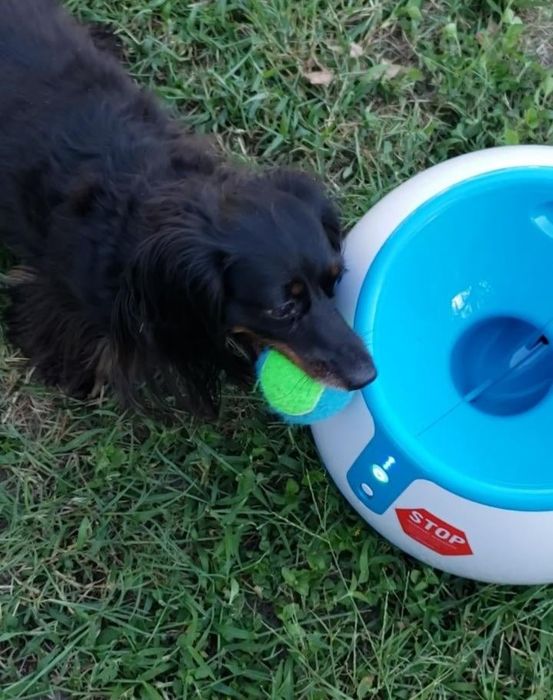 A reviewer's dog retrieving a ball and returning it to the launcher for another round