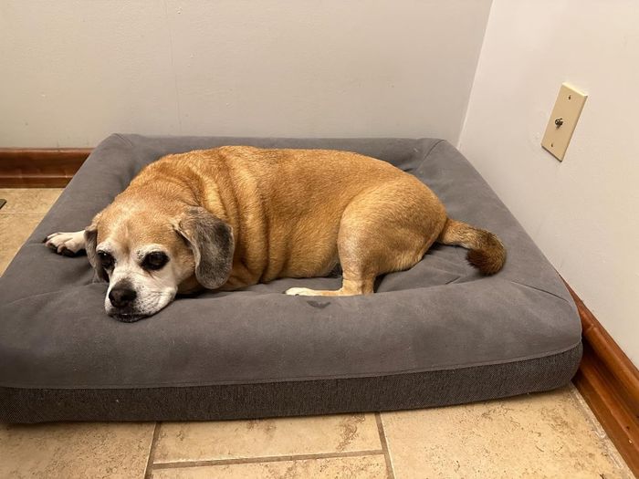 A reviewer's photo of a dog comfortably lounging on a dark grey Casper dog bed