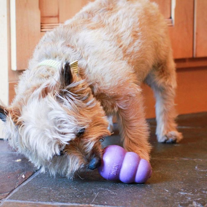 A small terrier enjoying playtime with a purple Kong toy on the floor.