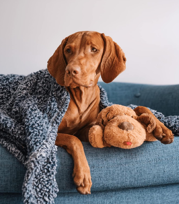 A bigger dog is wrapped in a blanket, snuggling closely with a brown Snuggle Puppy.
