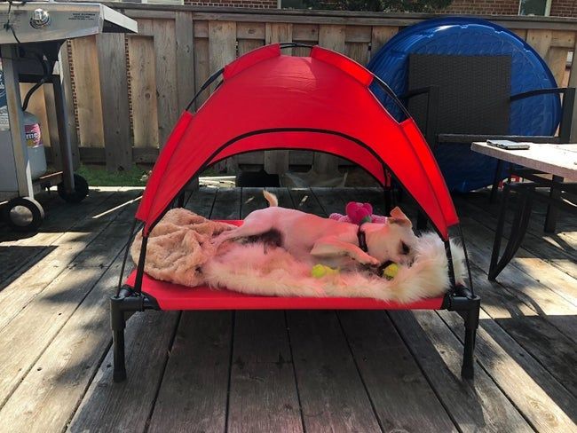 A reviewer's photo of the bed, showcasing its arched nylon canopy attached to each of the four elevated legs