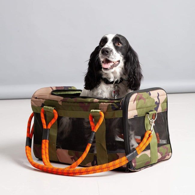 A medium-sized black and white dog comfortably seated inside a camo-print bag with bold neon orange straps