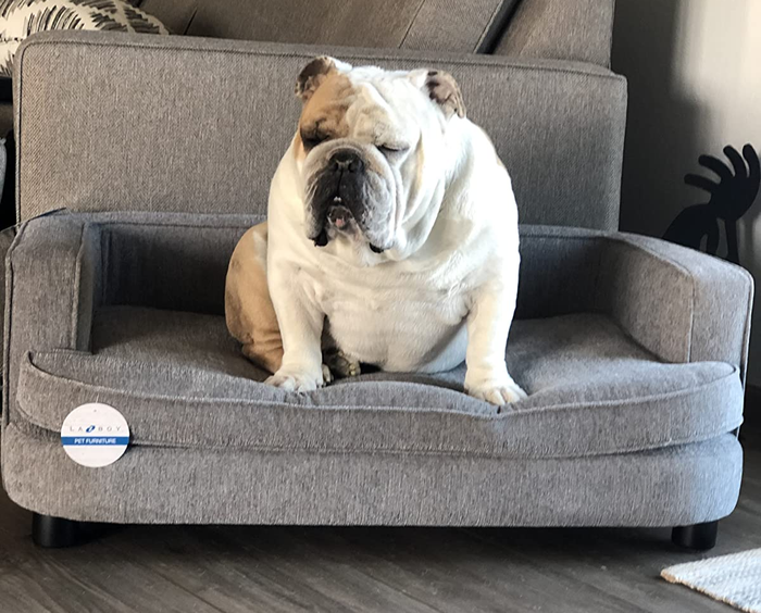 A reviewer's photo of a bulldog comfortably seated on a small grey couch