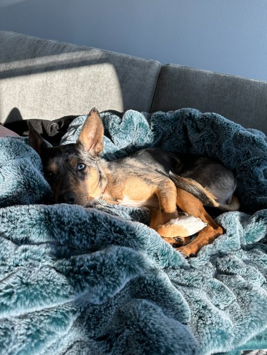 The writer’s dog is shown snuggled into the plush, fuzzy blanket.