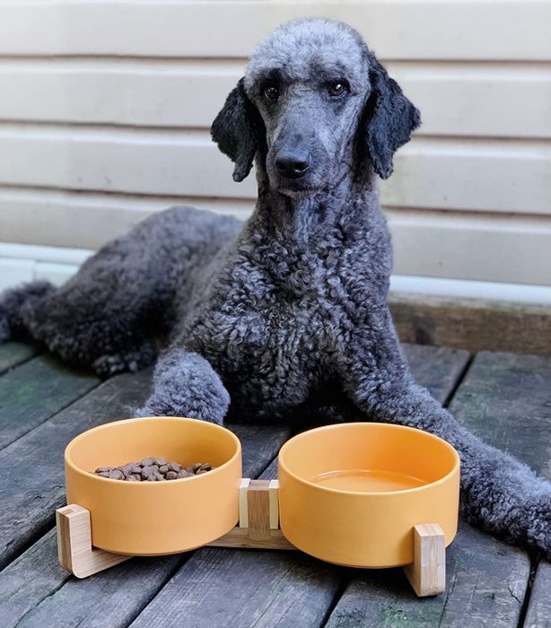 a poodle enjoying its meal from the vibrant yellow bowls