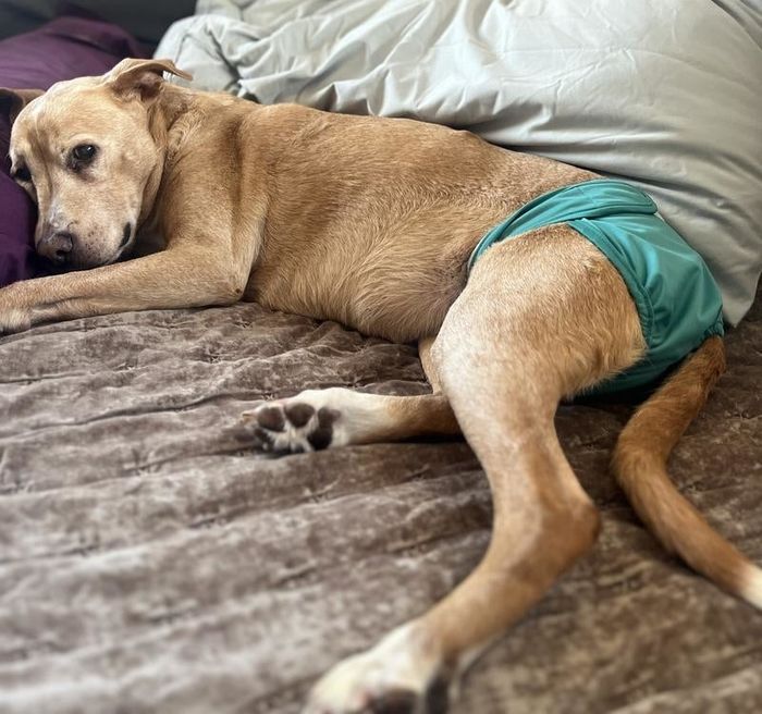 A reviewer’s photo featuring a large female dog lying on a bed, wearing a green diaper and looking at ease and relaxed