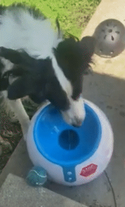 A reviewer's dog placing a ball into the launcher and eagerly chasing after it once launched