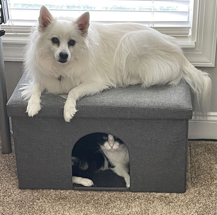 A reviewer's dog lounging on the larger ottoman with a cat resting below.