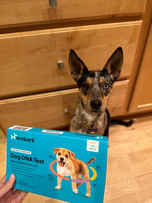 The writer’s dog posing in front of the DNA test kit
