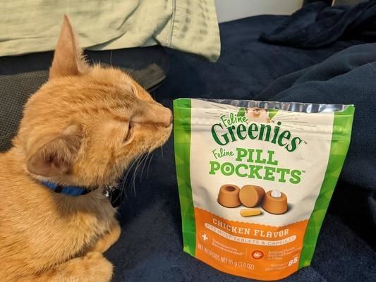 A reviewer’s photo showing an orange cat curiously inspecting a bag of Greenies Pill Pockets