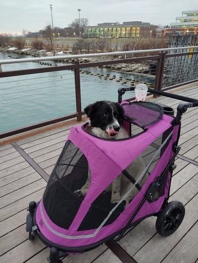 A reviewer’s photo showing a dog in a pink pet stroller on a boardwalk, with a scenic waterfront and buildings in the background.