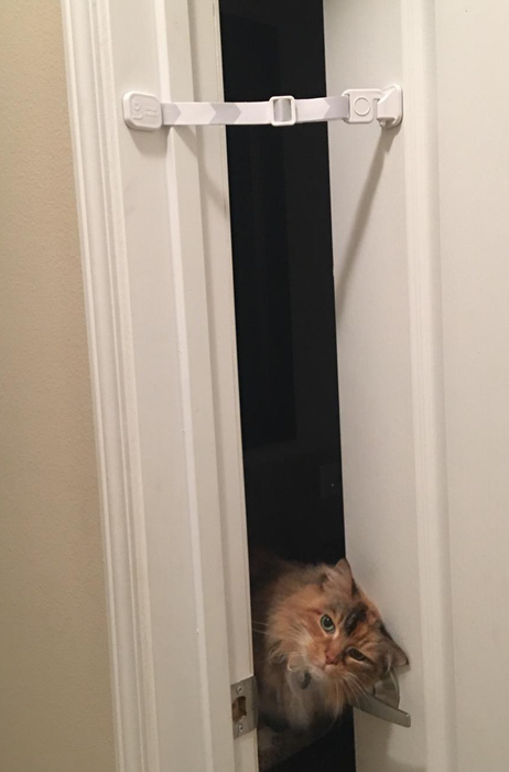 A reviewer’s cat peeking out from a door that's secured with the latch strap