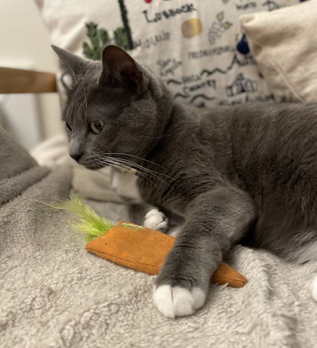 A Mytour editor's cat playing with the orange and green carrot toy