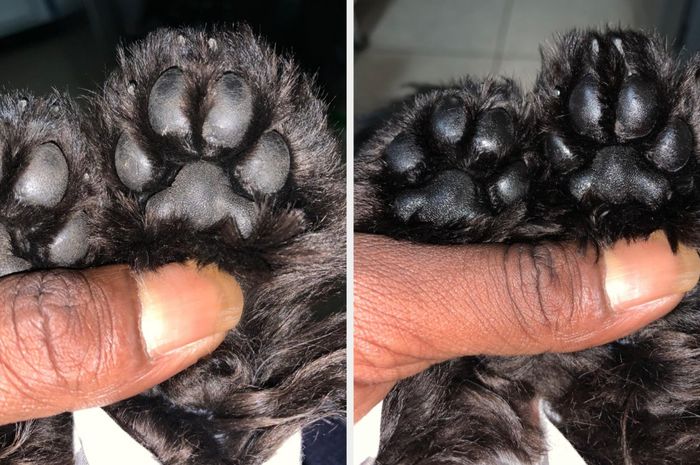 A reviewer’s photo displaying their dog’s paws before and after using the paw butter, highlighting its effectiveness.